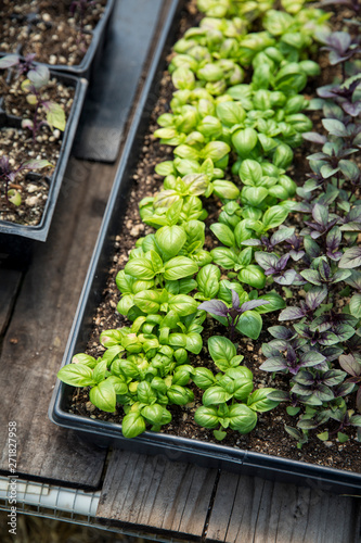 Tray of green and purple basil seedlings in a greenhouse photo