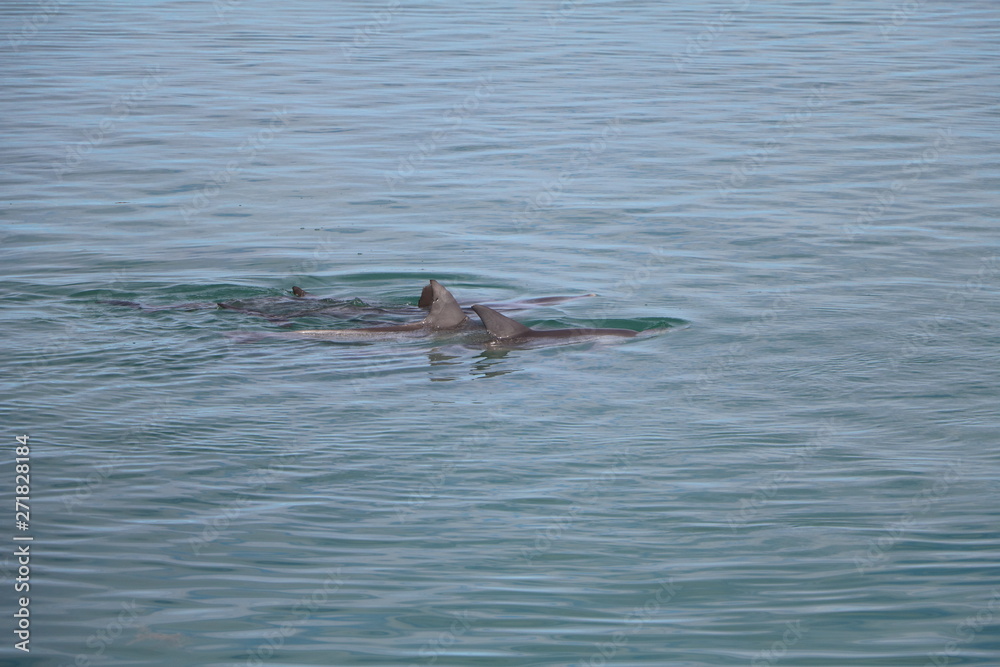 Fototapeta premium Dolphin at Monkey Mia, Western Australia