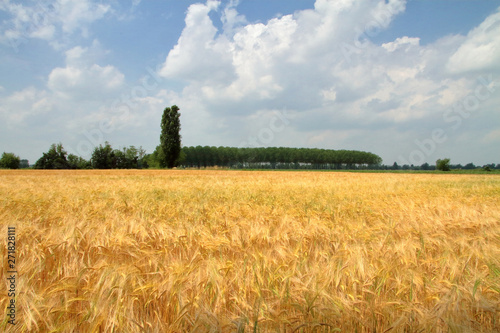 campo agricolo di spighe di grano ed alberi in italia  agricultural field of wheat ears and trees in Italy