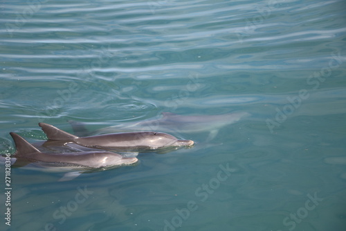 Bottlenose dolphin at Monkey Mia, Western Australia