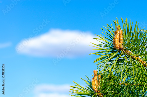 The needles and flowers of the young spruce against the background of blue sky and clouds.
