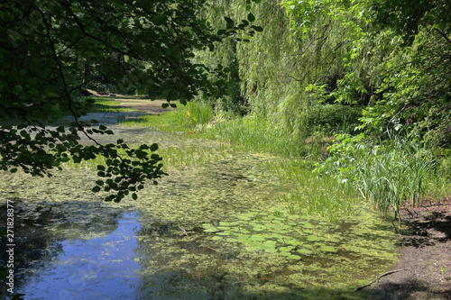 Abandoned wild pond with mud in the middle of the city park