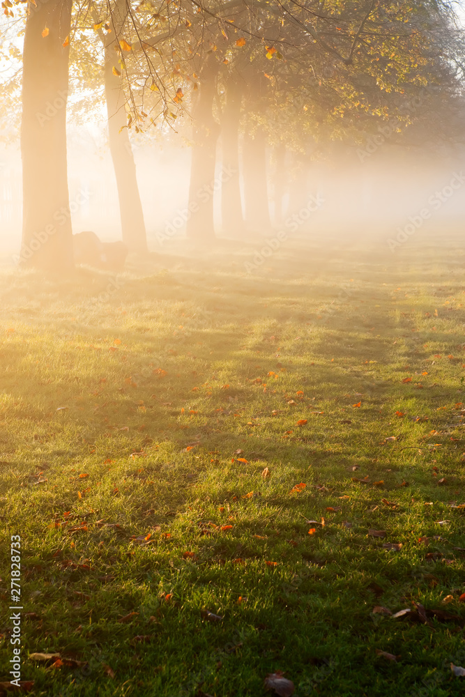 Fototapeta premium Trees and grass in the morning