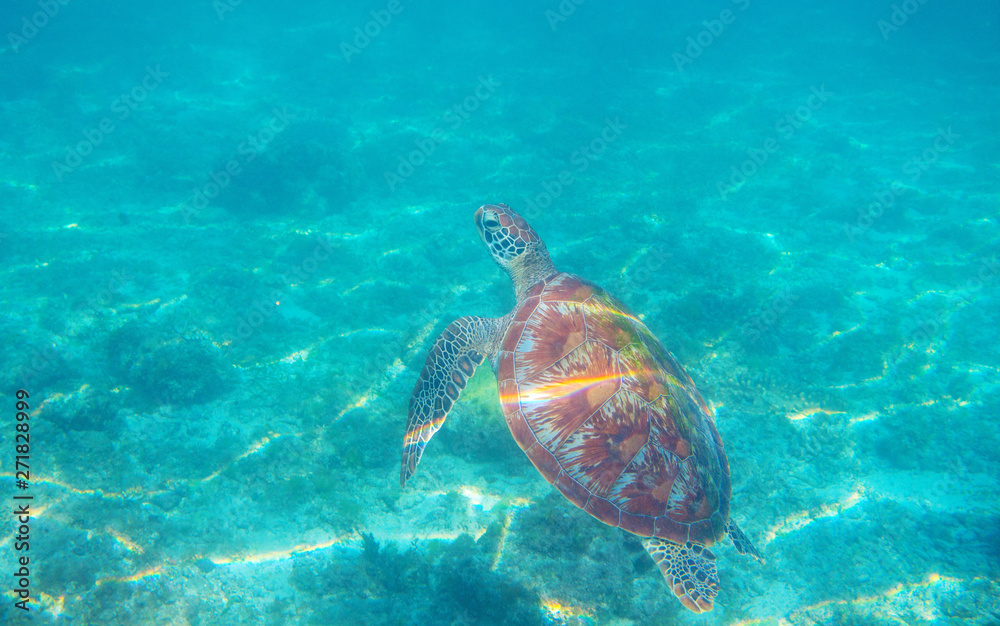 Sea turtle in turquoise blue sea. Green turtle underwater photo. Wild marine animal in natural environment. Sea turtle in turquoise blue sea. Green turtle underwater photo. Wild marine animal in natural environment.