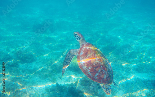 Sea turtle in turquoise blue sea. Green turtle underwater photo. Wild marine animal in natural environment. © Elya.Q