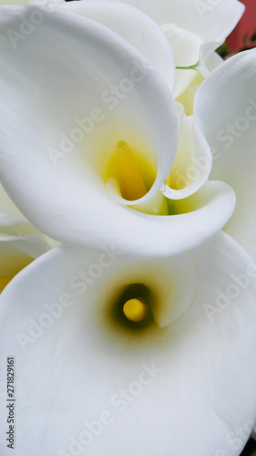 Full-bloom white calla lily - white Zantedeschia aethiopica flower