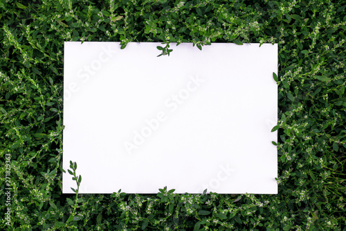Frame of grass on a white sheet of paper. © Yomka