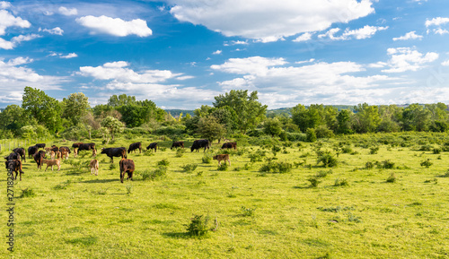 A herd of cattle Heck, grazing in a clearing on a spring sunny day in western Germany.