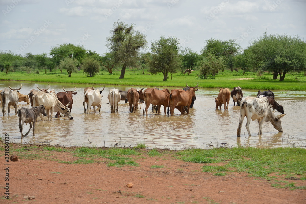 Obraz premium les boeufs de l elevage domestique du Burkina