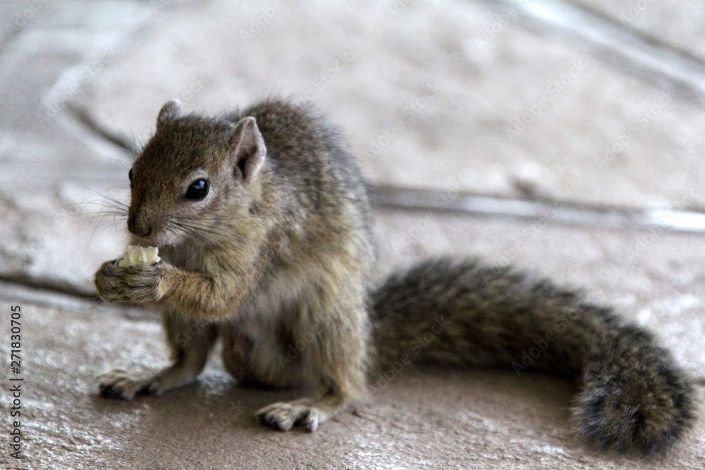 niedliches Hörnchen 