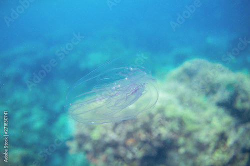 Jellyfish in blue sea water. Underwater photo of marine animal. Coral reef inhabitant. Transparent jelly fish