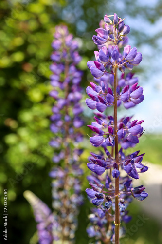 blue wild lavender flowers in the garden