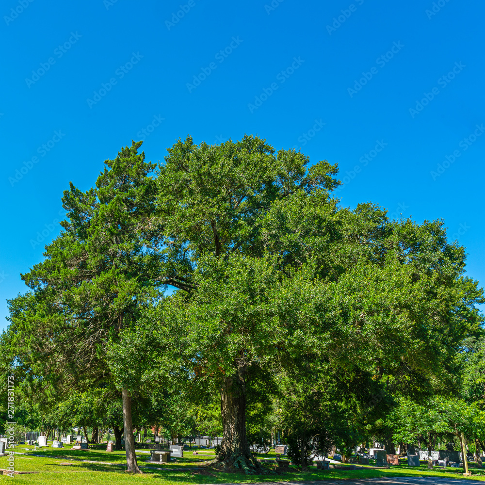 Shade tree in a cemetery on a sunny day.