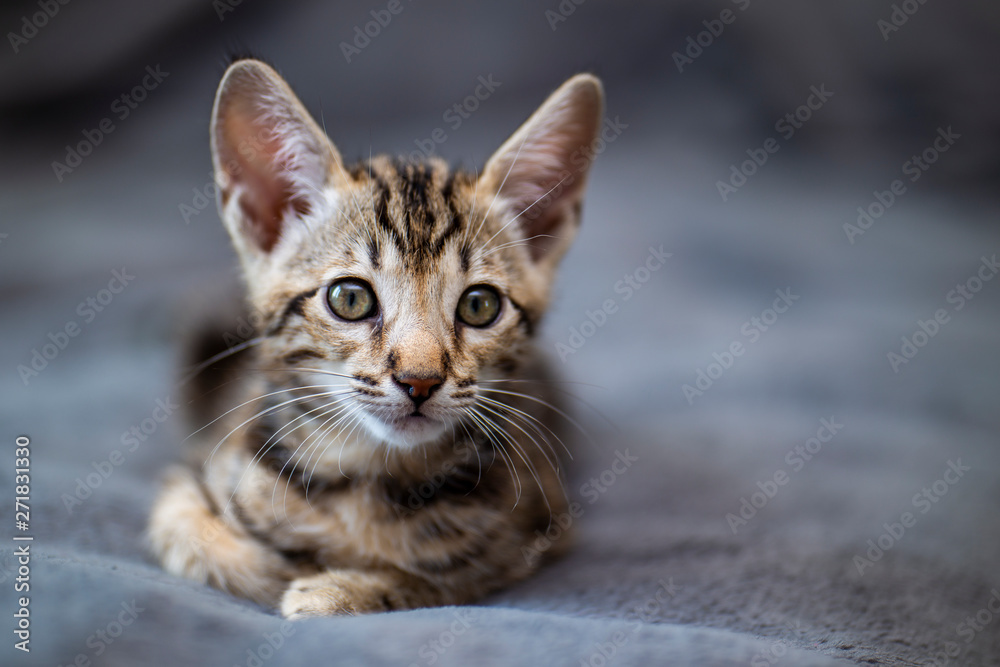 cute Kitten breed Savannah F4