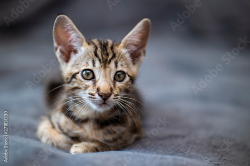cute Kitten breed Savannah F4
