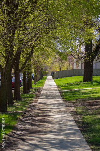 Tree lined sidewalk in a Chicago neighborhood on a sunny Spring day.