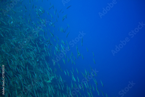 Sea sardine school in blue ocean. Seafish underwater photo. Pelagic fish colony carousel in seawater. Mackerel shoal.