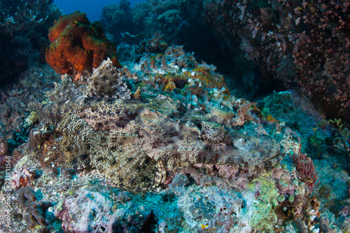 A well-camouflaged Crocodilefish, Cymbacephalus beauforti, waits to ambush prey on a coral reef in Indonesia. This predator is common on reefs throughout the Coral Triangle.