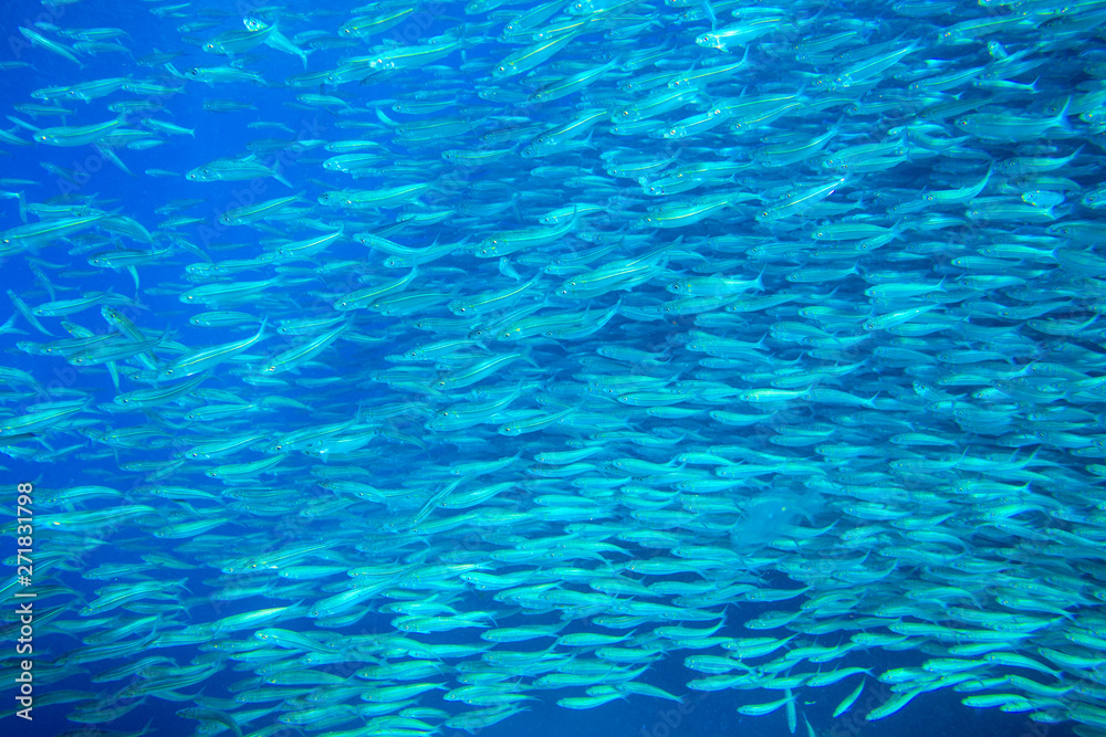 Sardine school closeup in blue water. Seafish underwater photo. Pelagic fish colony carousel in seawater. Sardine school closeup in blue water. Seafish underwater photo. Pelagic fish colony carousel in seawater.