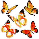 butterfly93