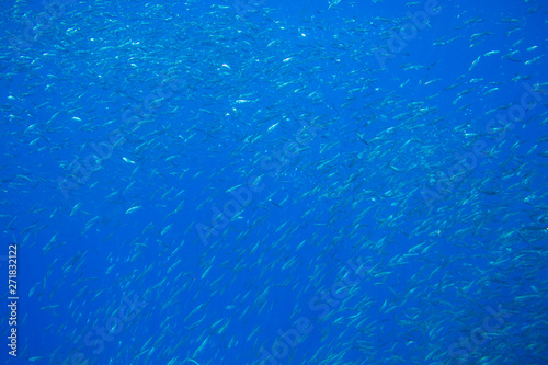 Many sardine fishes in blue water. Seafish underwater photo. Pelagic fish colony carousel in seawater