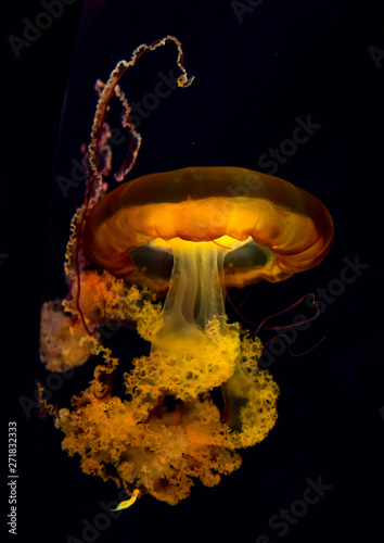 Jellyfish with tentacles swimming in Kaiyukan aquarium, Kansai region, Osaka, Japan photo