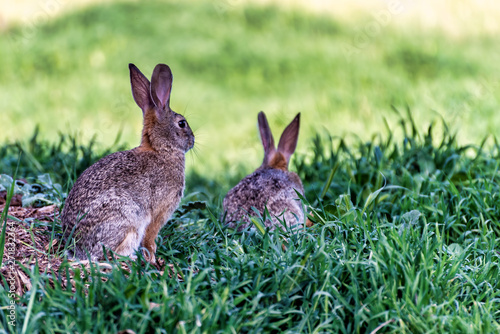 Nature scene with cottontail rabbits eating grass in a green meadow; selective focus.