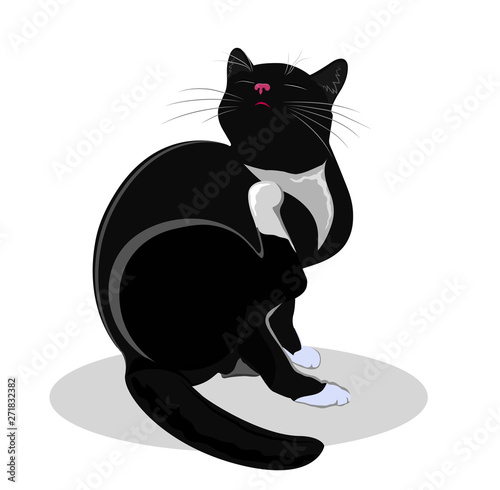 The cat is scratching its neck. Vector silhouette on white background.