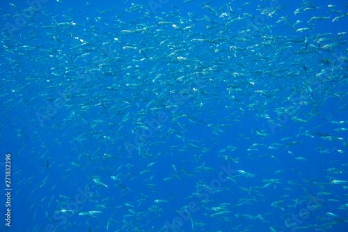 Sea sardine in blue water of tropical sea. Seafish underwater photo. Pelagic fish colony in seawater. Mackerel shoal