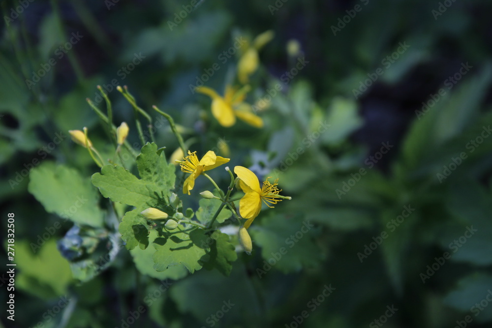 celandine