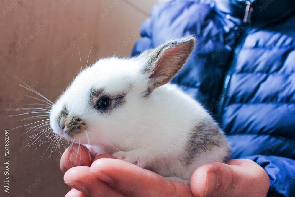 little white rabbit in caring hands. the concept of protection of the weak and respect for animals. little white rabbit in caring hands. the concept of protection of the weak and respect for animals.