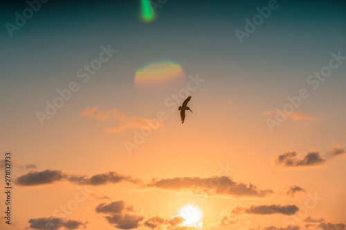 silhouette of seagull flying at sunset on the beach © Fernando Leon 