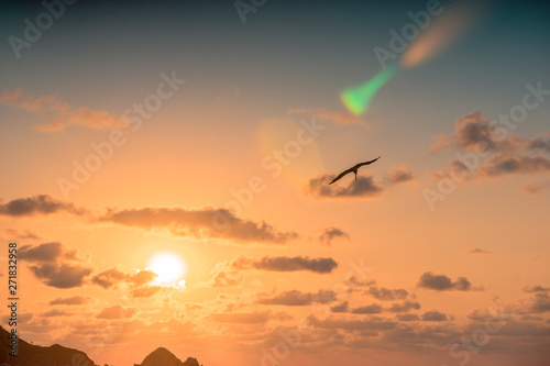 silhouette of seagull flying at sunset on the beach