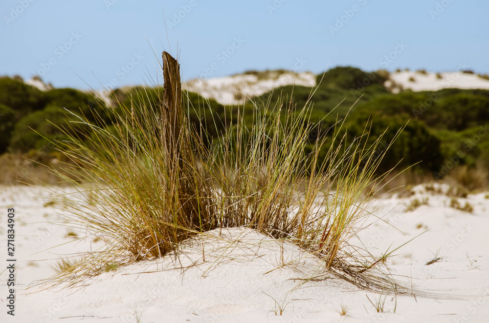 Dunes in the Doñana National Park, Andalusia, Spain. Dunes in the Doñana National Park, Andalusia, Spain.