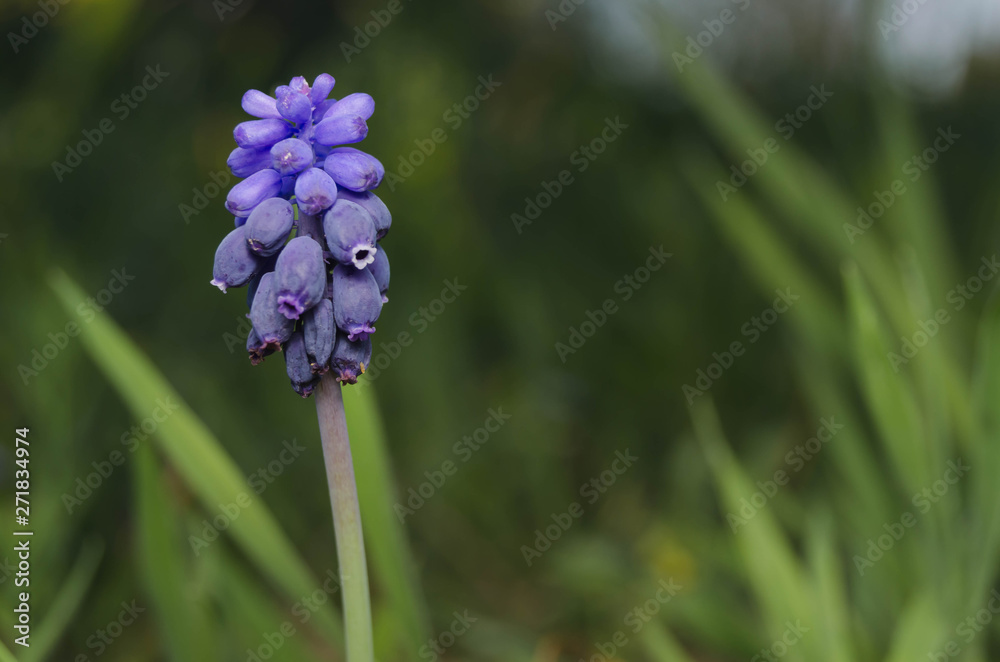 Very smal purple flower of mediterraneo, Andalusia, Spain. Very smal purple flower of mediterraneo, Andalusia, Spain.