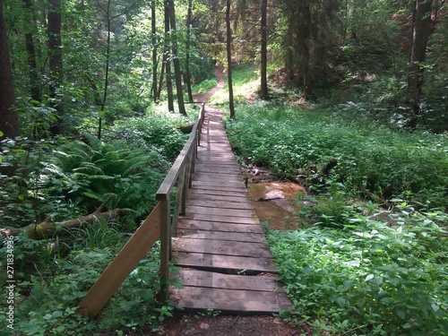 wooden bridge in the forest