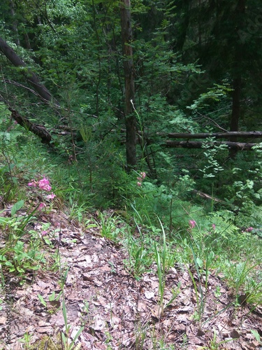 a small pink flower and broken trees on the edge of the ravine