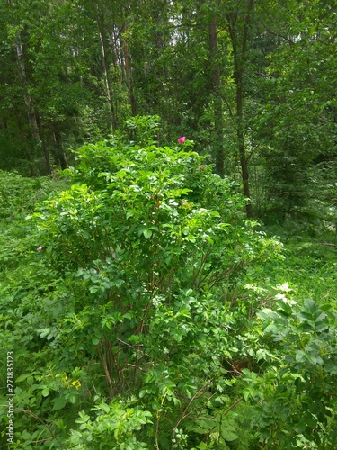 the wild rose Bush in the ravine