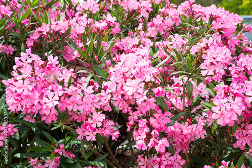 Pink oleander or Nerium flower blossoming on tree. Beautiful colorful floral background