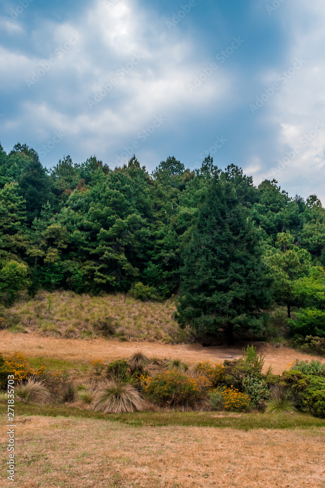Fototapeta premium Beautiful woods landscape