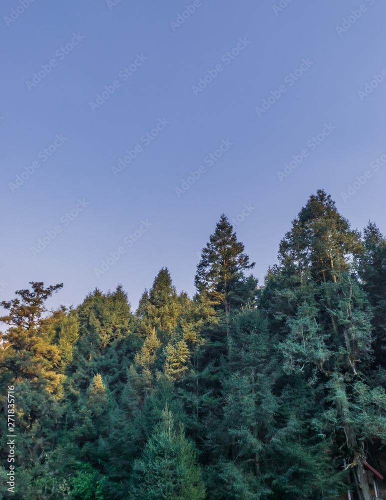 Pine trees on blue sky Pine trees on blue sky