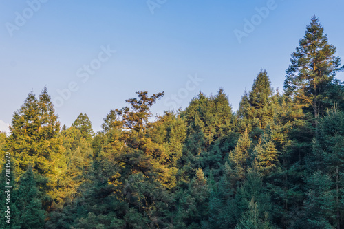 Pine trees on blue sky