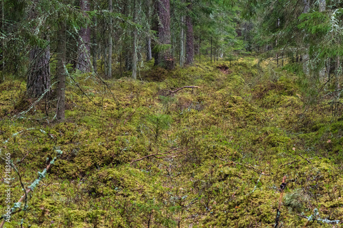thick, dark spruce forest, old, overgrown road with dry branches and lots of moss;