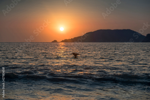 Seagull flying in the sunset on a beach