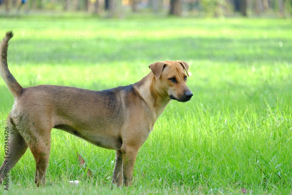 A Thai brown dog standing on the green grass field with warm light and nature background 