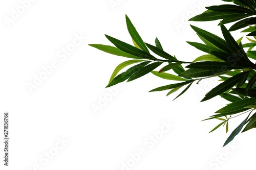 Tropical tree leaves on white isolated background for green foliage backdrop © Oradige59
