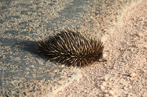 Echidna in Western Australia