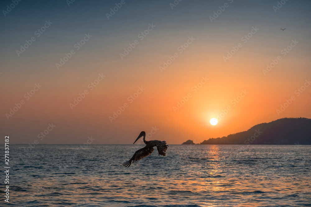 Seagull flying in the sunset on a beach