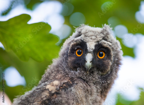 wild baby owl tree background   © jonicartoon