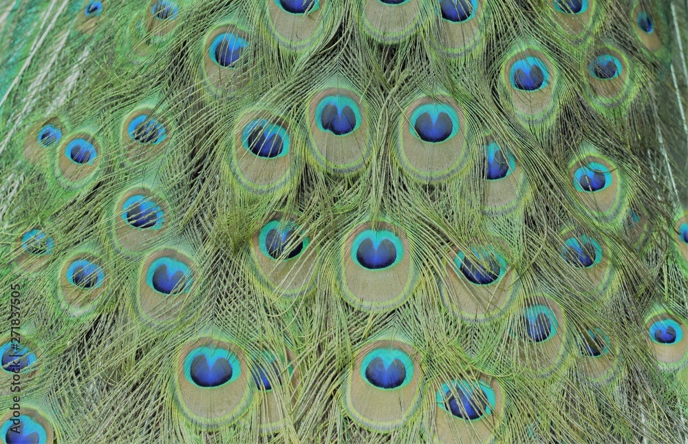 Obraz premium Peacock feathers